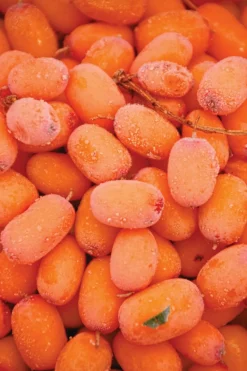 Sale Bain moussant à l’argousier nutrition & hydratation Sels, Cristaux & Soin De Bain